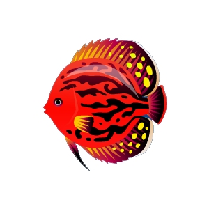 Lava Discus